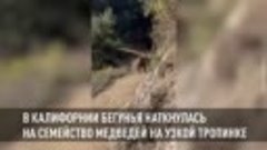 Бегунья наткнулась на семейство медведей на узкой горной тро...