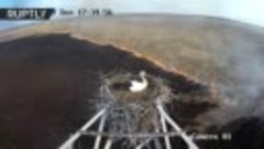 Гнездо аиста среди огня, распространяющегося по лесам России