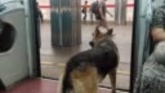 В Москве собаки добираются до мясокомбината на метро.