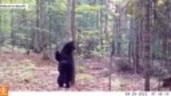 Sexy-bear. Мишка показал танец с  деревом в канадском лесу