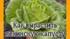 Советы по выращиванию пекинской капусты