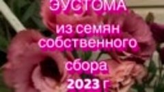 ЭУСТОМА ИЗ СЕМЯН СОБСТВЕННОГО СБОРА. 2033 г.