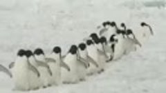 Где-то в Антарктиде шли пингвины по тропинке... Прикол!
