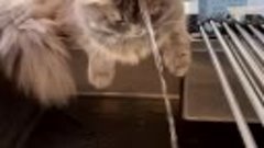 Кот изучает физику