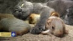 В крымском Бахчисарае кошка стала мамой для осиротевших бель...