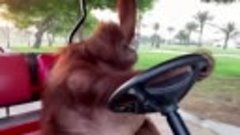 Орангутан научился водить гольфкар