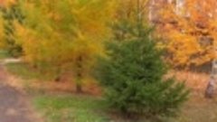 Осень и Саксофон Красивая музыка для души.Андрей Обидин#autu...