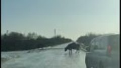 В Амурской области коровы пытались перейти обледенелую дорог...