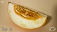 Канарская дыня, съеденная личинками