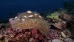 Красивые съёмки подводного мира (качество Super HD 1440р)