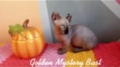 Persi Golden Mystery Bast💕
Девочка Двэльф💞
Окрас Чёрный Ми...