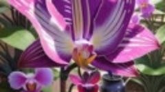 &quot;Прекрасное и устрашающее: зубчатый фиолетовый цветок&quot;
 #mid...