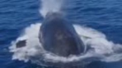 Редкие кадры 40-тонного кита, выпрыгивающего из воды!