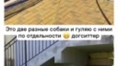 Догситтер зооняня выгул собак Сочи