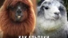 Как альпаки в зоопарке поселились