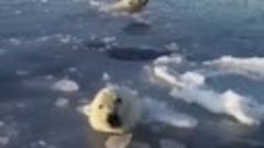 Полярная медведица пробивает дыры во льду, чтобы ее детеныш ...