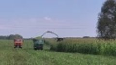 Беларусь ❤️ Уборка кукурузы 🌽 для силоса