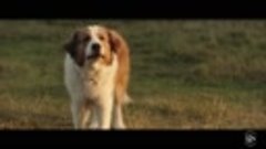 Собачья жизнь 2 | Уже в кино