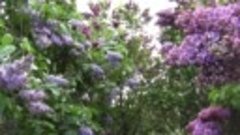 Сиреневый сад Колесникова - Lilac garden of Kolesnikov