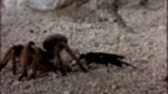 Гигантский тарантул против осы, борющейся до смерти