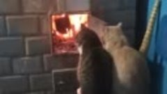 Держите котиков в тепле