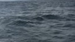 Морская прогулка вместе с горбатыми китами