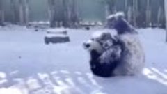 Панда играет в снегу! ❄☃ Как мало нужно для счастья! 😍
