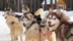 Катание на собачьих упряжках – это кайф! #visittyumen #тюмен...