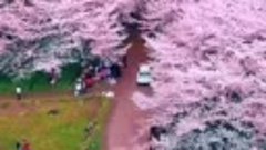 Как выглядит самый большой сад сакуры в мире