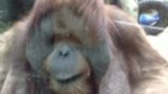 Смешные обезьяны Приколы с животными на канале ОРАНГУТАНГ