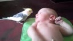 Попугай  поет  песню  для  малыща