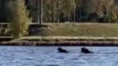 Трое лосей переплывают Лемболовское озеро