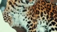 
амурский леопард