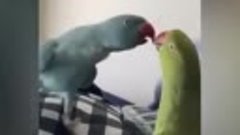 Беседа попугайчиков