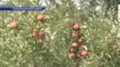 Первый урожай яблоневого сада в Тельмановском р-не, заложенн...