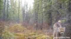 История одной лесной видеокамеры. Оживленная звериная тропа ...