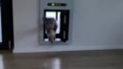 Автоматическая дверь для кота