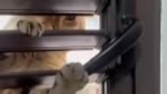 Кот открывает окно 