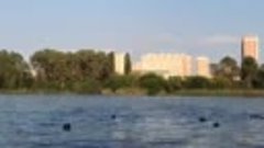 Уточки река Кубань