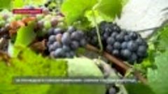 За три недели в совхозе Качинский+ собрали 1700 тонн виногра...