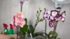 орхидеи из МЕШКА вернулся за НОВИНКОЙ // что делать с этими...