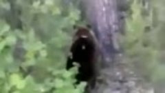 // В Камчатском крае какой-то отсталый докопался до медведя ...