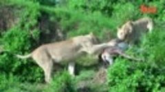 Leaping LION Catches Antelope In Mid-Air Attack