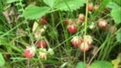 Луговые ягоды