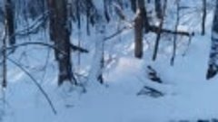 Прогулка с собакой по зимнему лесу 😍