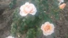 Чайно гибридная роза 🌹 Свит Леди..mp4