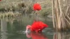 Красный ибис - необычно красивая яркая птица