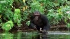 Chimpanzees Go Shopping _ Walk On The Wild Side _ Funny Talk...
