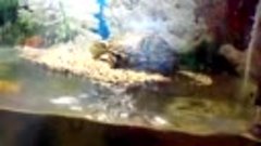 Черепаха Бак$ кушает на суше