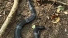 Это Подвязочная змея, и вы никогда не угадаете её следующий ...